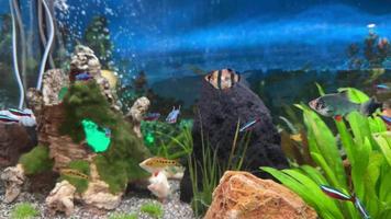fisk i akvarium pano skott video