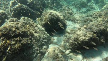 Fish school between rocks underwater in sea - slow motion video