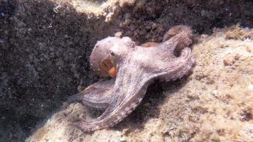 Octopus underwater in sea - slow motion video