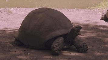 reusachtig schildpad in park video