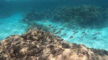 peixe escola embaixo da agua entre recife dentro mar video