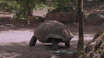 gigante tartaruga comovente video