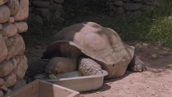 reusachtig schildpad aan het eten video