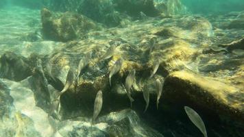 pesce scuola subacqueo su scogliera nel mare video