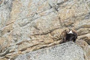 Chamois deer in the rocks background photo