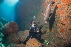 Young puppy californian sea lion touching a scuba diver photo