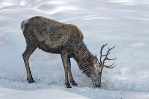 Deer on the snow background photo