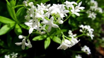 piccolo bianca fiori fioritura nel primavera giardino video