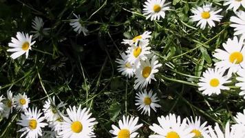 blanco margarita en luz de sol, flores de madre naturaleza video
