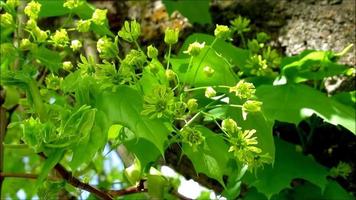 green flowers of old maple tree, spring impression video