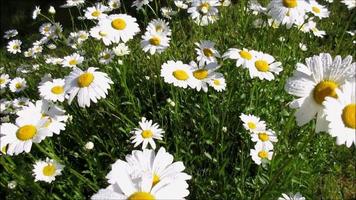 vit daisy efter regn, blommor av mor natur video