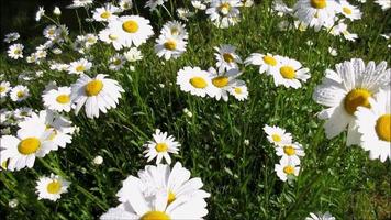 white daisy after rain, flowers of mother nature video