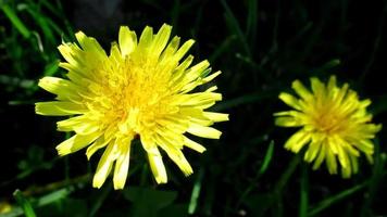 yellow dandelion flowers in sunlight, spring impression video