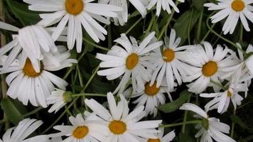 Weiß Gänseblümchen nach das Regen, Blumen von Mutter Natur video