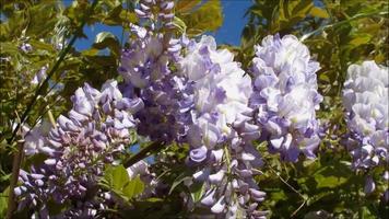 purple spring flowers, wisteria video