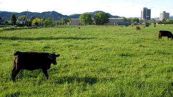 vacas comiendo césped en un verde granja video