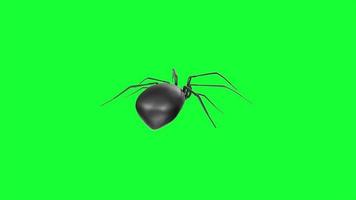 spider isolated on green background looping video