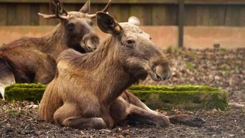 älg är vilar i Zoo video