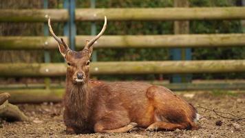 Animals Deer Stock Video Footage for Free Download Animals Deer Stock Video Footage for Free Download