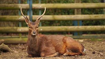 indochinees sika hert in dierentuin video