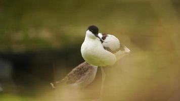 pezzato avocetta nelle vicinanze acqua nel zoo video