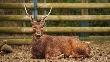 indochinesa sika veado dentro jardim zoológico video