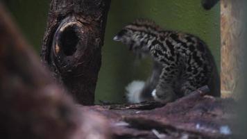 vídeo do margay dentro jardim zoológico video