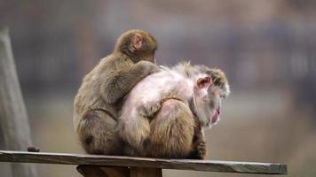 japonês macaque dentro jardim zoológico video