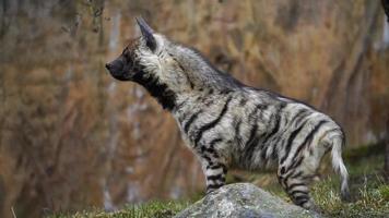 Video of Striped hyena in zoo