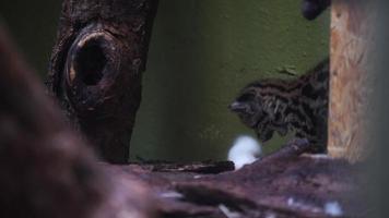 vídeo de margay en zoo