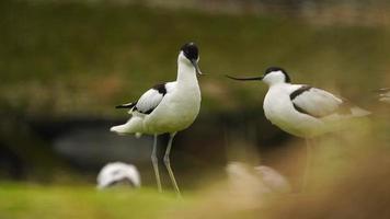 Pied avocet nearby water in zoo video