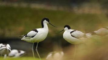 Pied avocet nearby water in zoo video