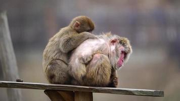 japonês macaque dentro jardim zoológico video