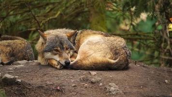 vidéo de gris Loup dans zoo video