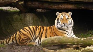 Siberian tiger is resting in zoo video
