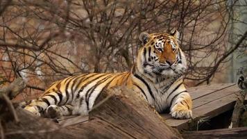 sibirisch Tiger ist ruhen im Zoo video