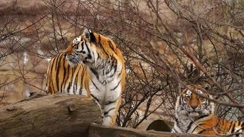 siberian tigre é em repouso dentro jardim zoológico video