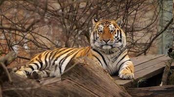 sibirisch Tiger ist ruhen im Zoo video