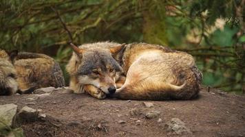 vídeo de gris lobo en zoo video