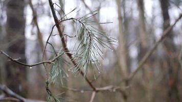 skön gran grenar skott stänga upp i bokeh stil video