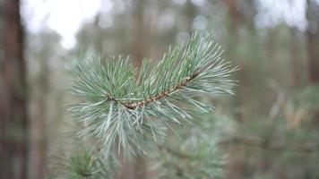 Beautiful fir branches shot close up in bokeh style video