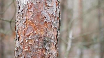 Nahansicht Schuss von Baum Rinde video