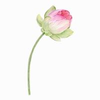 Pink lotus. Watercolor illustration. isolated on a white background. Chinese water lily. An element for the design of invitations, movie posters, fabrics and other items. vector