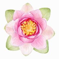 Pink lotus. Watercolor illustration. isolated on a white background. Chinese water lily. An element for the design of invitations, movie posters, fabrics and other items. vector