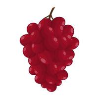 Red Grapes, Grapes That Are Delicious, Refreshing And Sweet Which Are Very Beneficial For Health vector