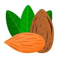 Almond, The Fruit Of The Seed Produced From The Almond Tree Which Originates From The Middle East Region And Then Spreads Widely To Various Countries vector