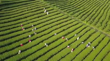 aéreo Visão do agricultor colheita chá folhas dentro a manhã ao longo a encosta montanha para colheita video