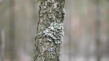 mos detailopname Aan een boom video