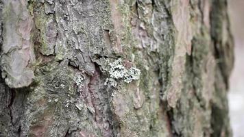 Moss close-up on a tree video