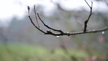 ramas sin hojas con gotas de lluvia en bokeh estilo video